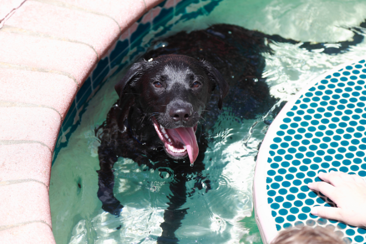 Black labrador in the pool on a hoto day