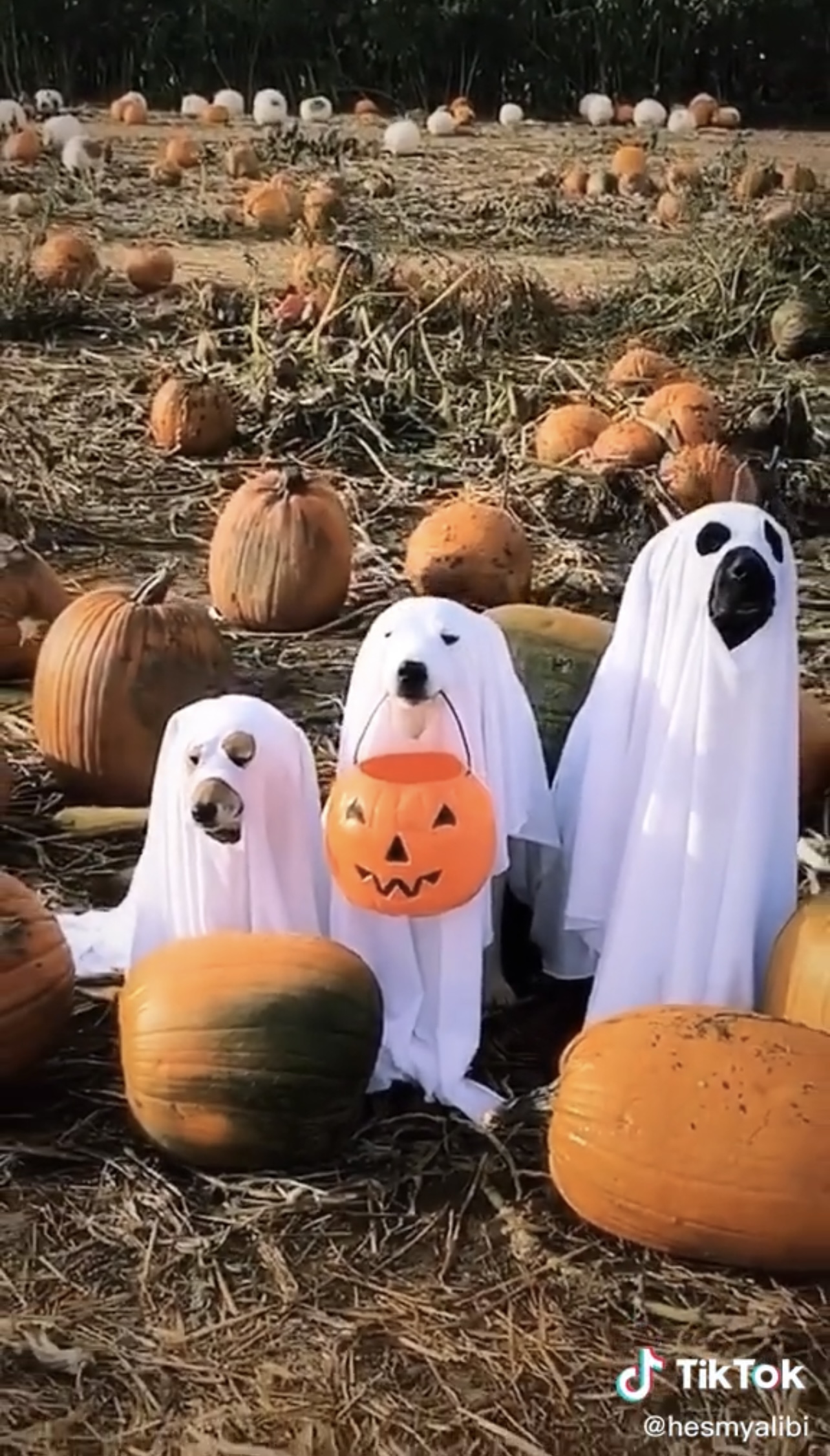 spooky ghost dog halloween costume idea