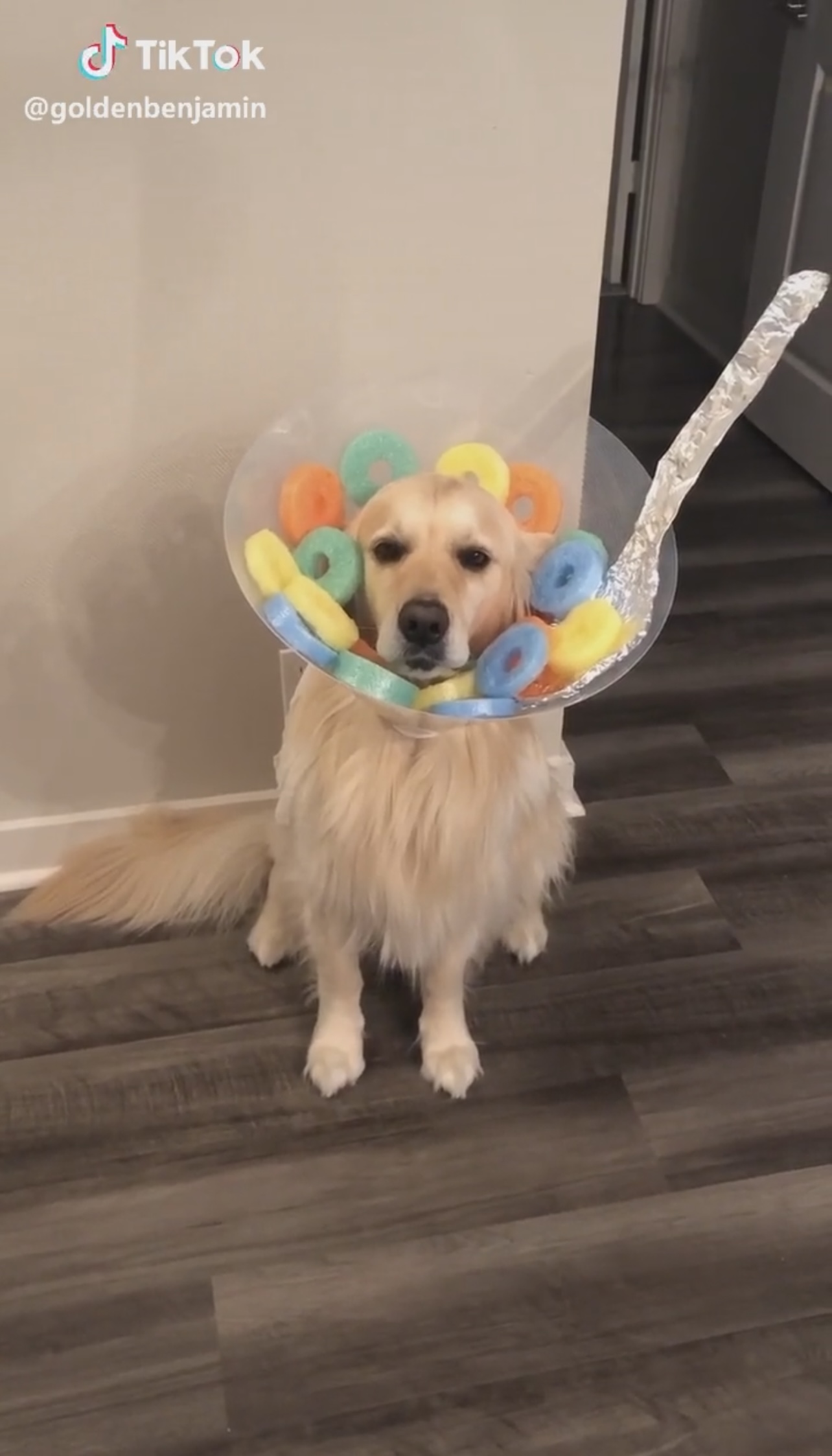 cereal bowl halloween costume idea for dogs