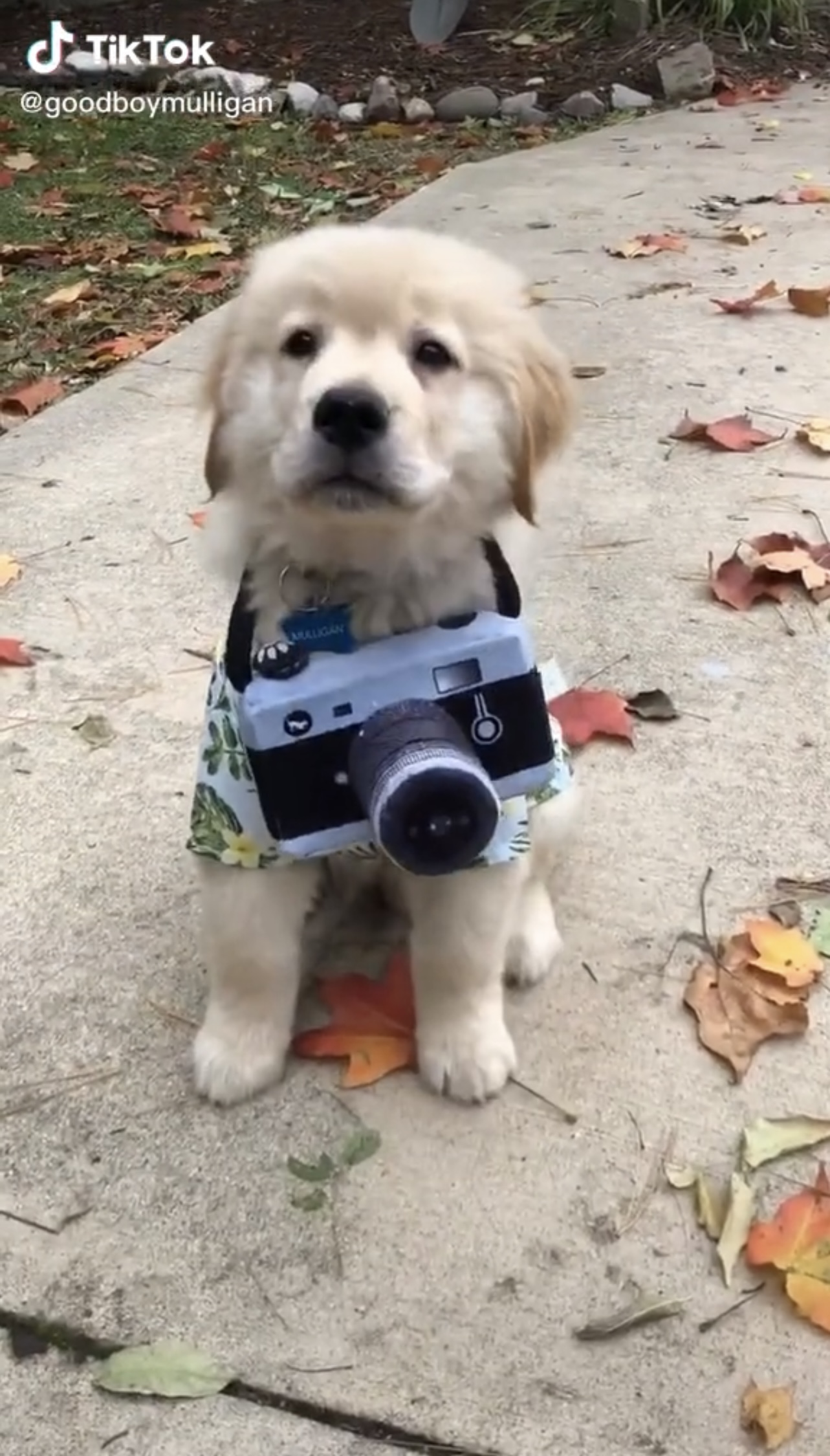 paparazzi halloween costume idea for dogs
