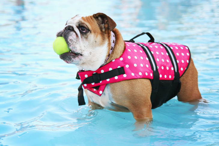 bulldog in lifejacket standing in pool