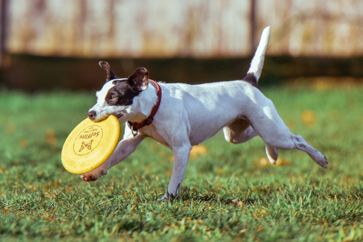 dog exercising with frisbee