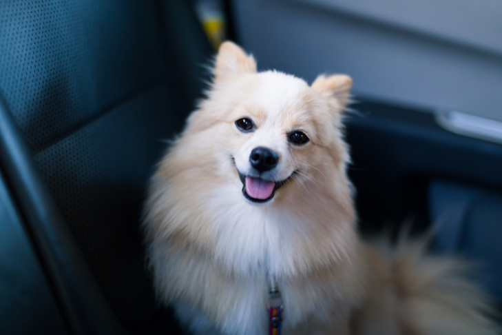 small spitz dog in the car looking happy