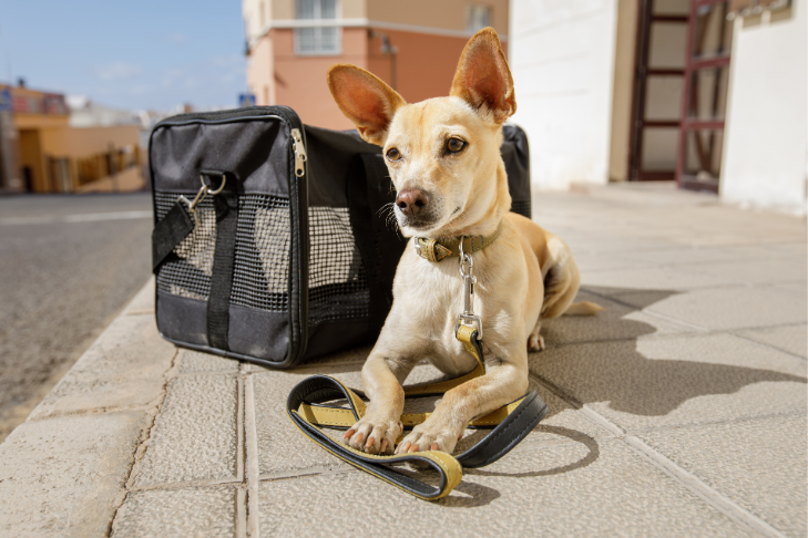 How to Fly With a Dog: Airline Regulations, Preparation, Booking Your Flight, Packing For Your Dog