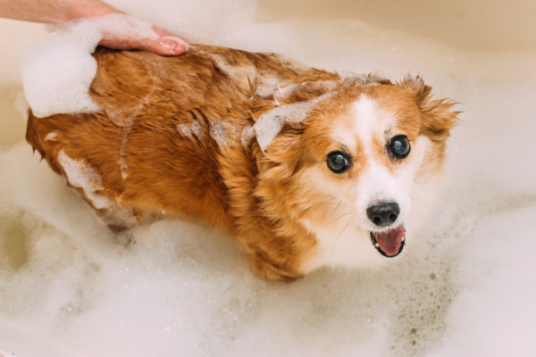 dog getting shampooed in the bath