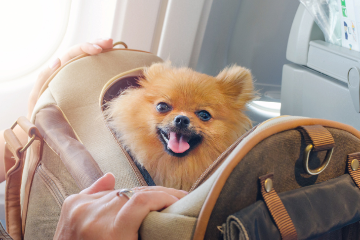 small dog on airline