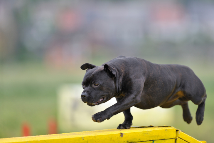 staffordshire bull terrier doing agility
