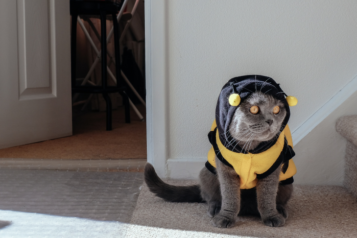 cat in halloween costume