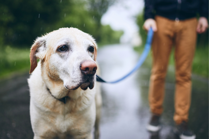 dog in the rain with owner