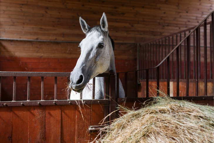 horse supplements what to know (1)