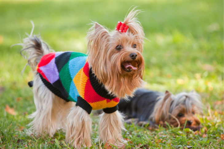 yorkie outside in a sweater
