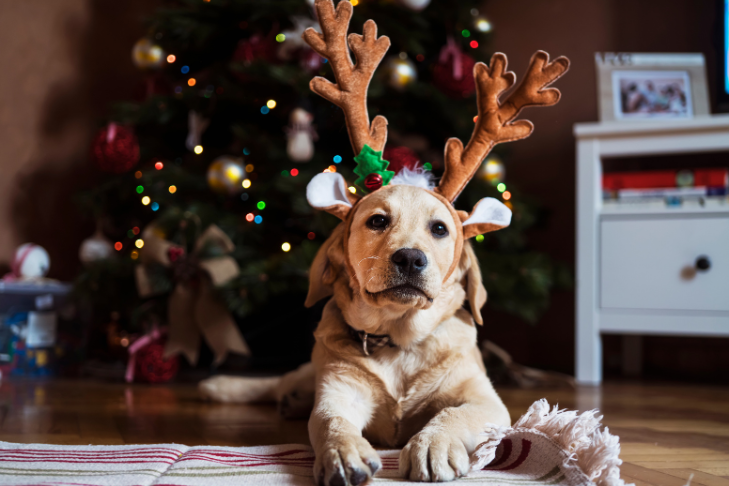 dog in antlers for christmas