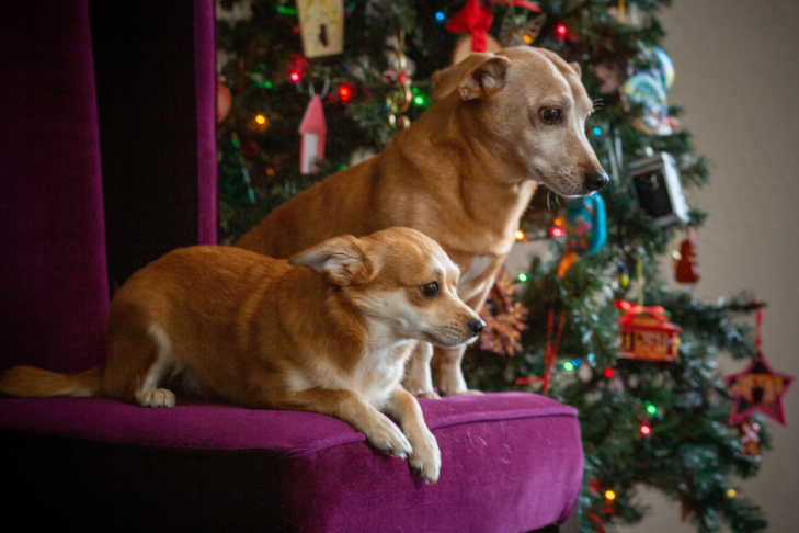 dogs nervous at holiday gathering
