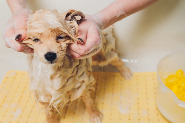 cbd pet shampoo vs regular pet shampoo