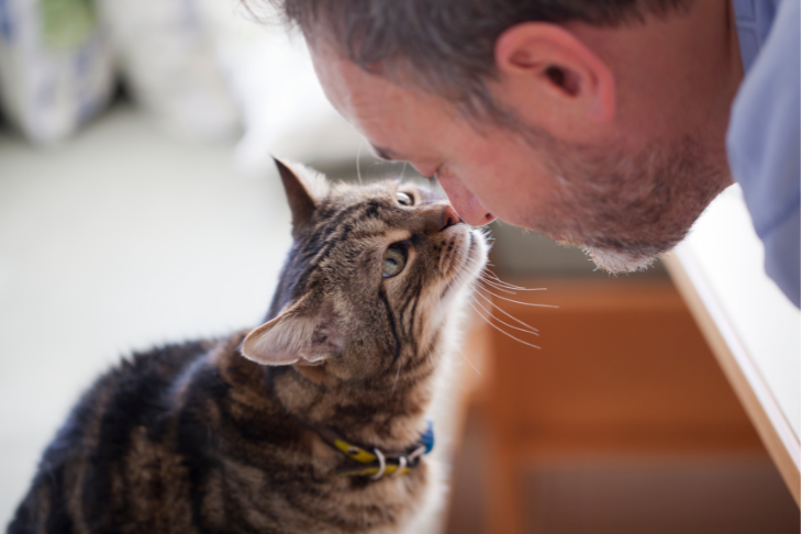 cat sniffing nose of owner