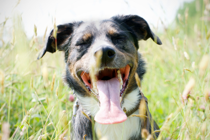Dog panting in an open field during the summer time