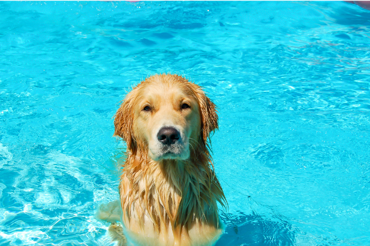 Golden Retriever sitting in a swimming pool during the summer time