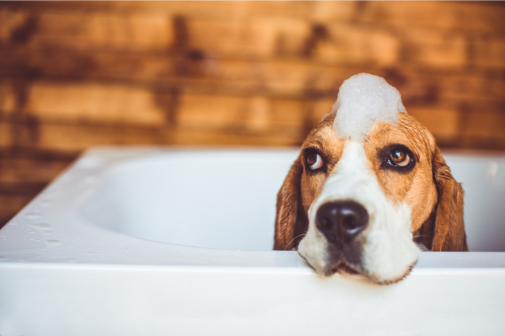 Beagle sitting in a bath tub getting bathed with shampoo on forehead