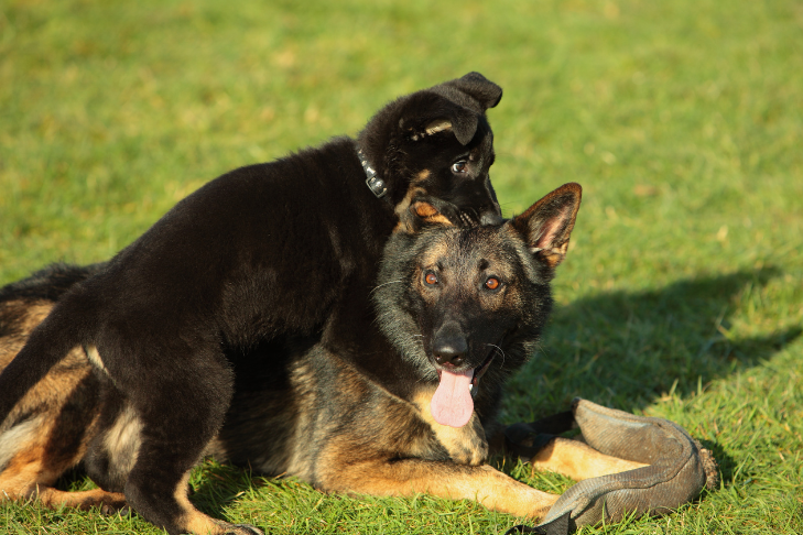 adult shepherd dog with puppy playing