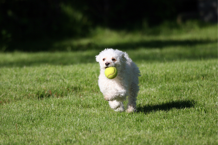 small white dog playing fetch in the backyard