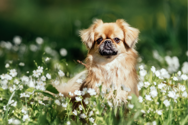 Tibetan Spaniel laying in field of grass and flowers - June Horosope
