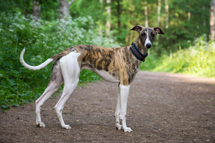 Greyhound standing on trail in forest - June Horoscope