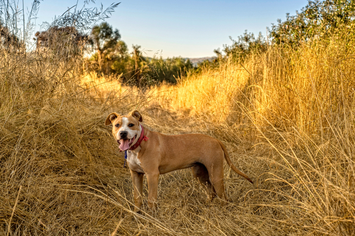 Staffordshire Terrier smiling standing in a field - June Horoscope