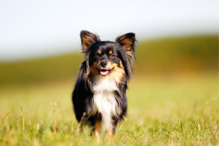 Chihuahua smiling running in field of grass - June Horoscope