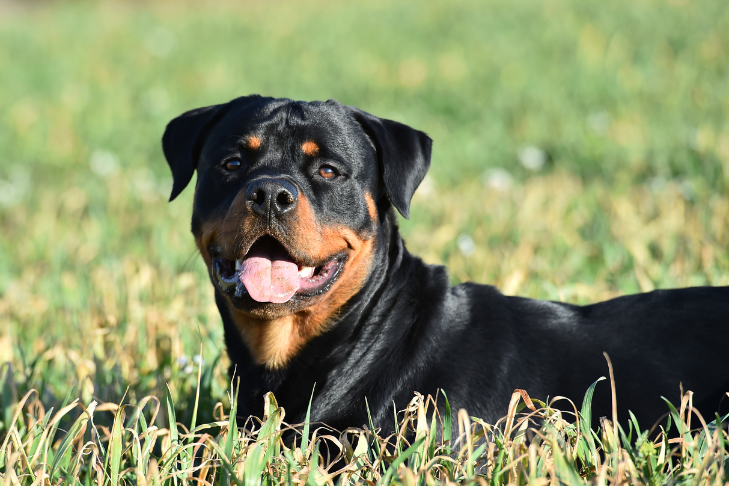 Rottweiler smiling laying in field of grass - June Horoscope