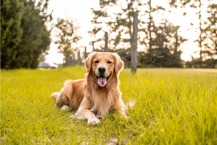 Golden Retriever smiling laying in field of grass - June Horoscope