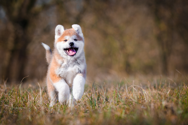 Akita smiling running in field of grass - June Horoscope