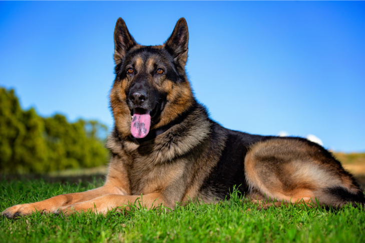 German Shepard smiling laying down in field of grass - June Horoscope