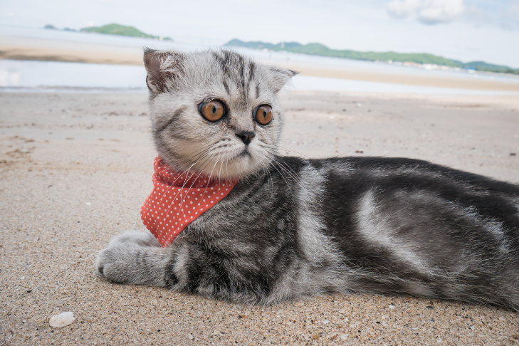Cat in a bandana laying on the sand staring off into the distance at the beach