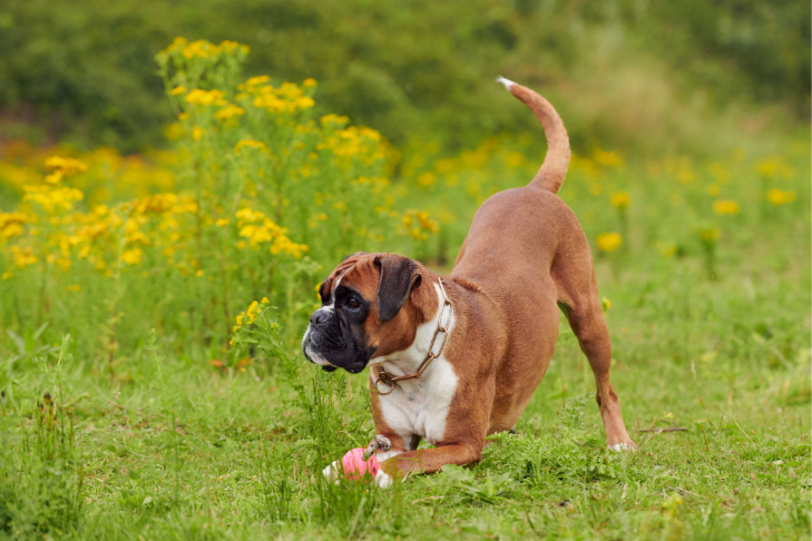 Boxer playing with an orange ball in a field of green grass with yellow flowers