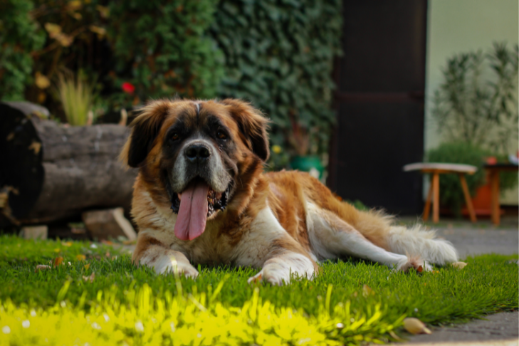 saint bernard laying in grass panting with tongue out