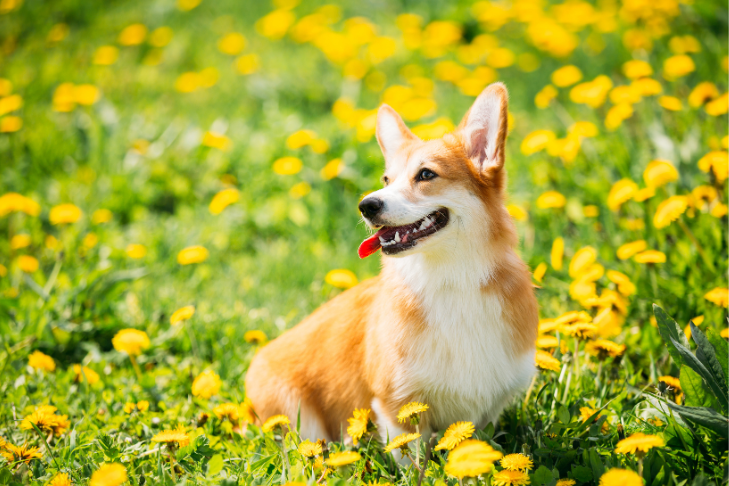 Corgi sitting and smiling in the sun in a field of grass with yellow flowers 