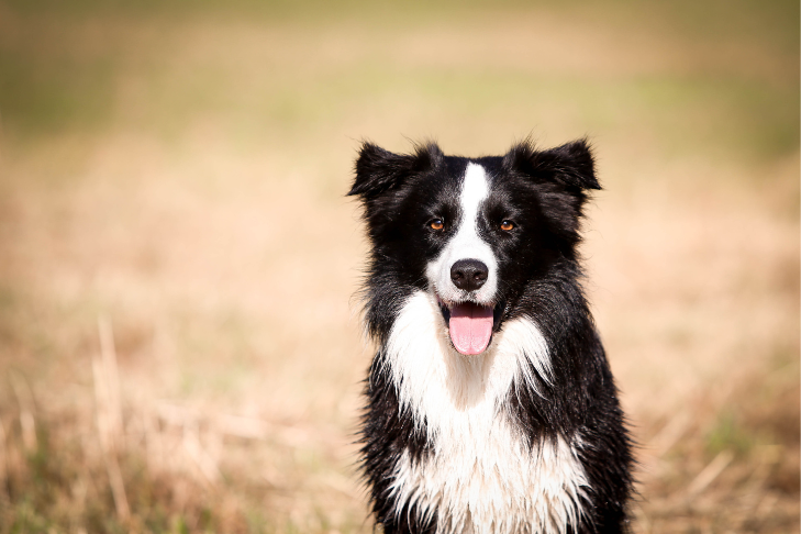 Border collie staring into camera smiling and panting with tongue out in field of dead grass