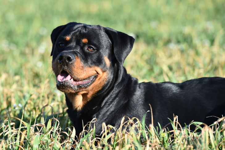 Rottweiler laying down in grass and smiling