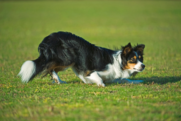 Collie playing or hunting in field of grass