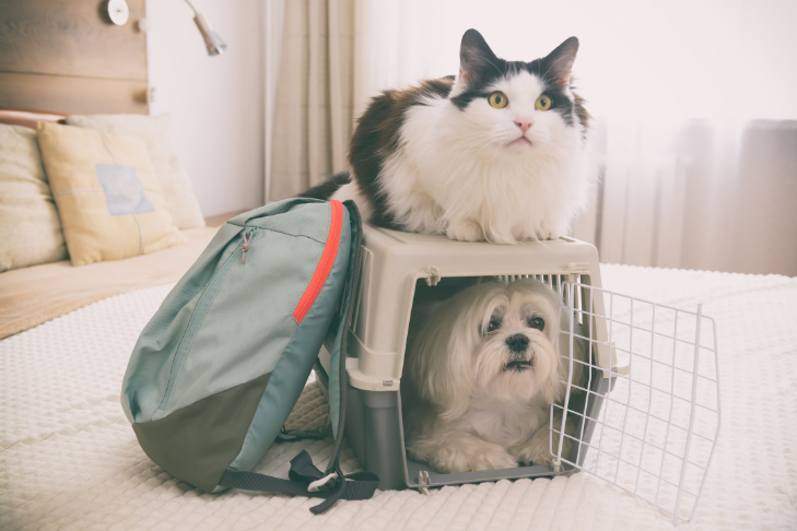 Cat laying on top of carrier with dog inside prepared to go on a trip