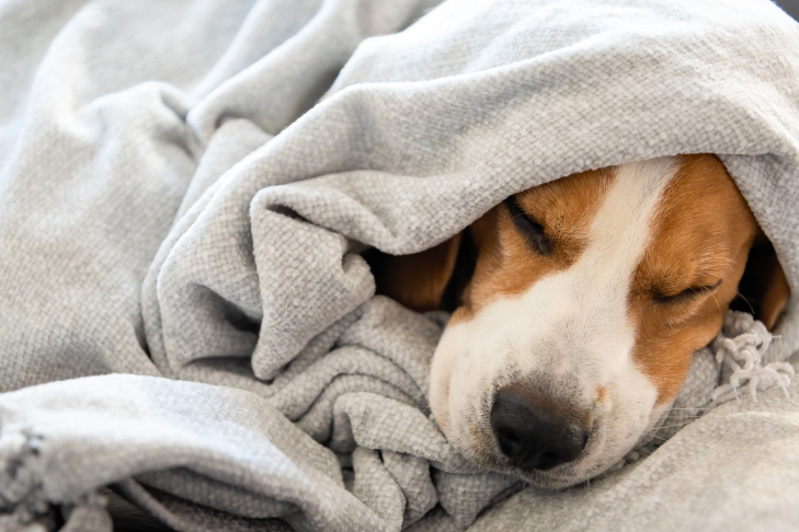 Brown and white dog cuddled up and wrapped in a blanket