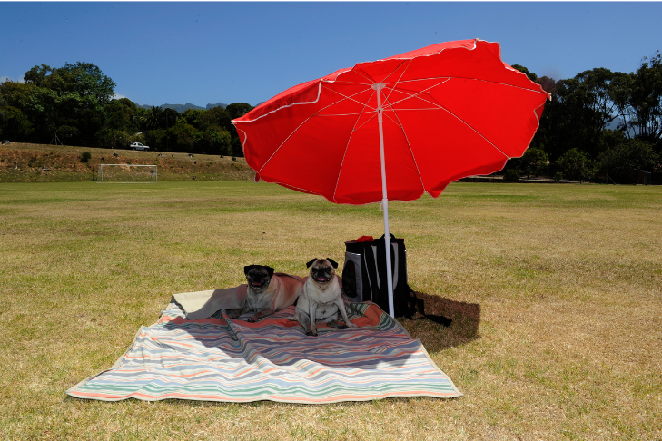 pugs sitting on a towel in the shade under an red umbrella in a field of grass