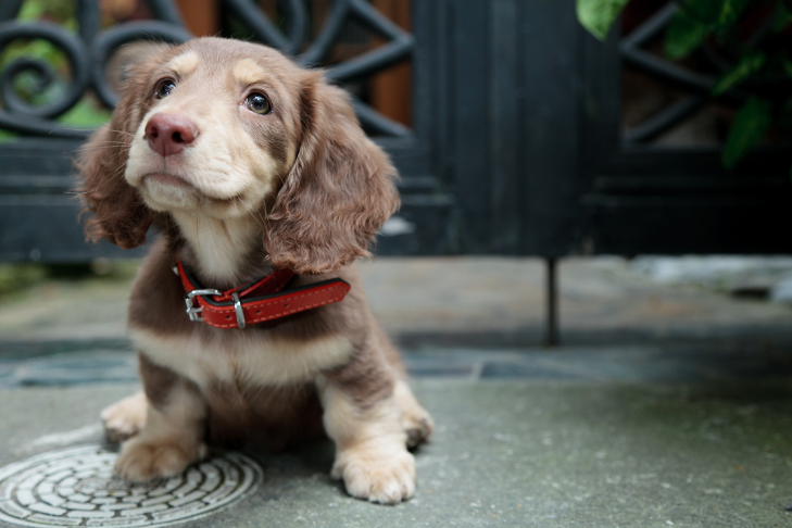 Long-haired dachshund puppy laying on the ground smiling with red collar on