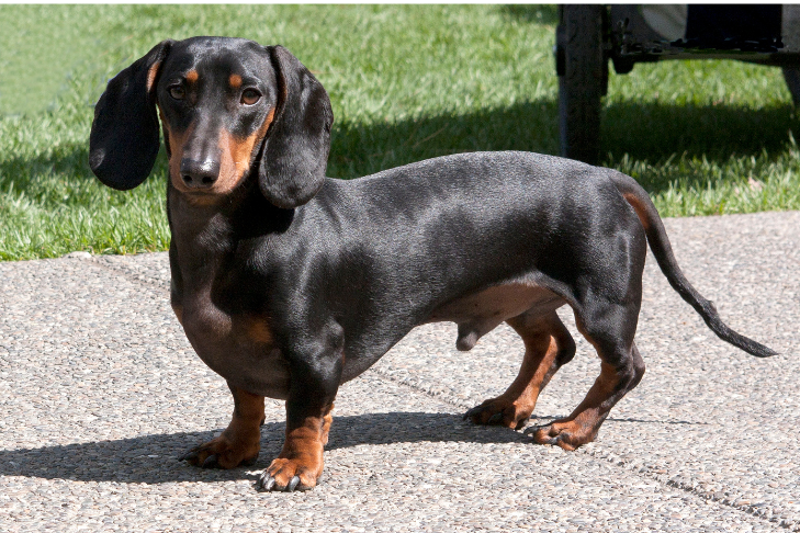 Black and brown Dachshund looking into the camera posed to the side standing in the sun