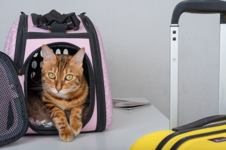 Cat inside pink carrier at the airport