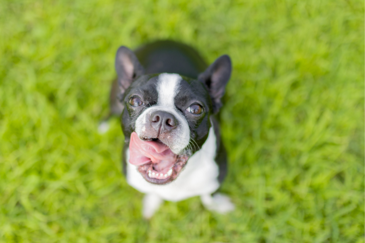 Boston terrier with tongue out sitting on grass