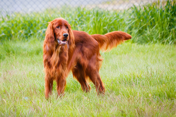 irish setter standing in field of bright green grass staring off into the distance 