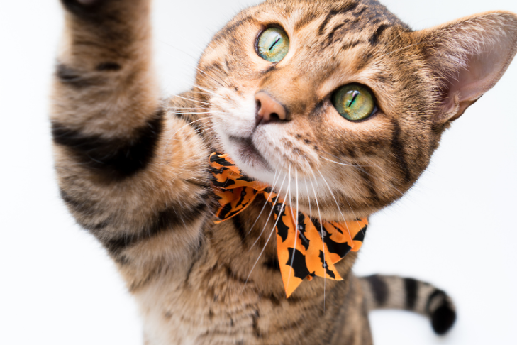 cat pawing at the camera dressed up in an orange and black bow tie with bats on it for halloween