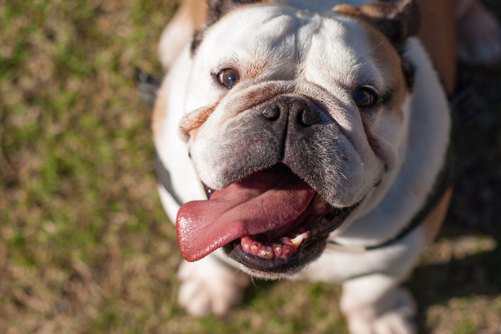 english bulldog sitting on grass with tongue out