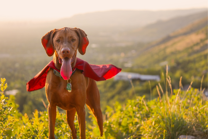 viszla standing on a mountain during a hike wearing a red cape and dressed up for halloween